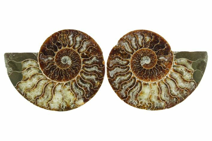 Cut & Polished Crystal-Filled Ammonite Fossil - Madagascar #354150